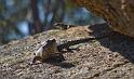 tidbinbilla lizard